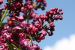 20090418_145248.JPG