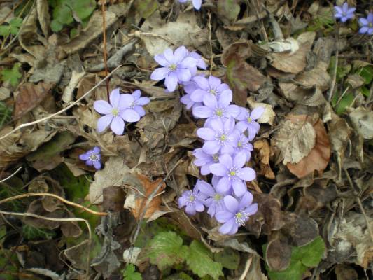 20090328_135016.JPG
