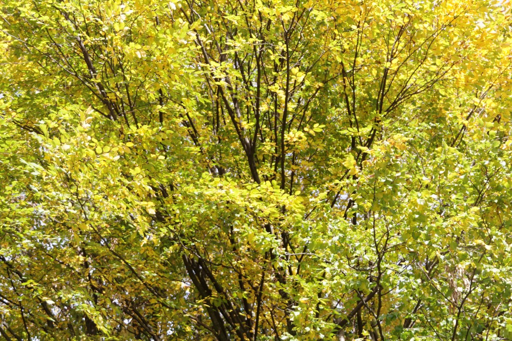 20151025_100533_DxO.jpg