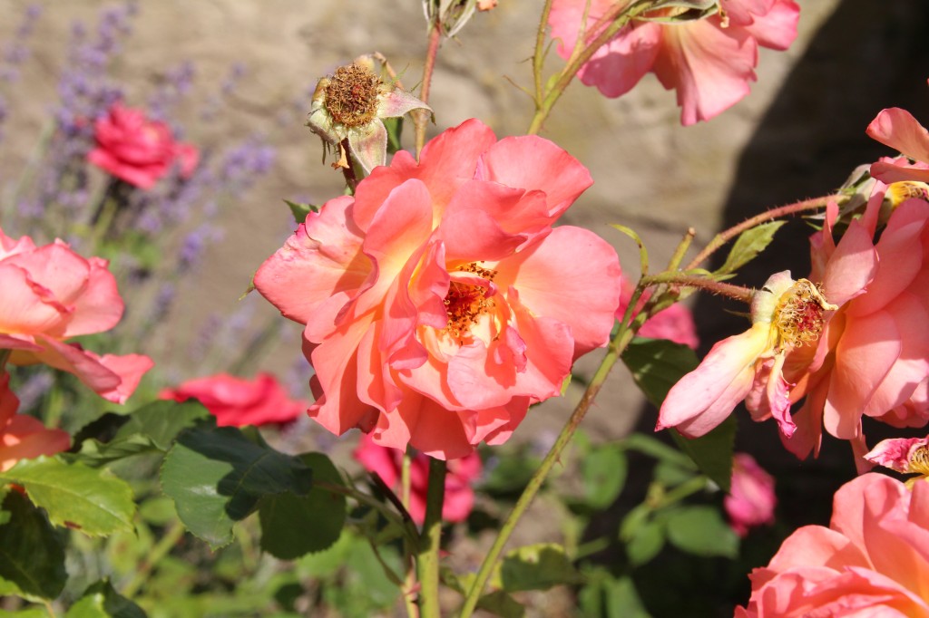 20160702_153025.jpg