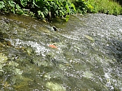20160803_103034.JPG