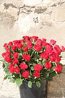 20180513_100508.jpg