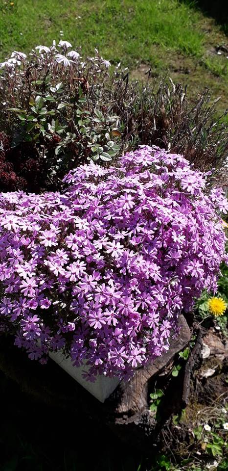 20190420_110002.jpg
